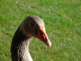/album/husa1/p1110587-800x600-jpg/